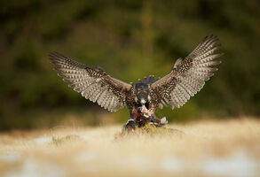 Sokoli stěhovaví se vracejí do české krajiny. Pomáhají i komíny průmyslových areálů.