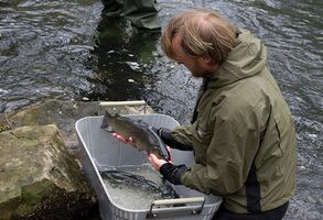 Do přírody jsme vypustili další tunu pstruhů, tentokrát ve Zlíně