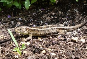 V Teplárně Krnov to žije