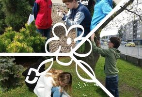 Víte už, jaké rostliny najdete ve vašem městě?