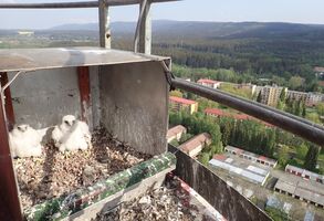 Veolia úspěšně podporuje biodiverzitu, na teplárenském komínu se daří sokolům