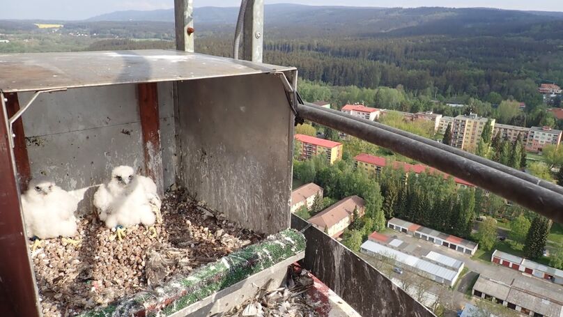 Veolia úspěšně podporuje biodiverzitu, na teplárenském komínu se daří sokolům
