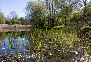 Skupina Veolia snižuje emise i díky mokřadům.  Na jejich odkup vyčlenila miliony
