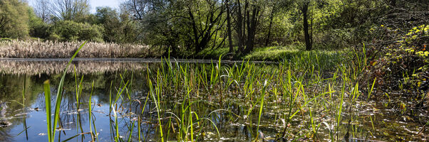Nadační Fond Veolia