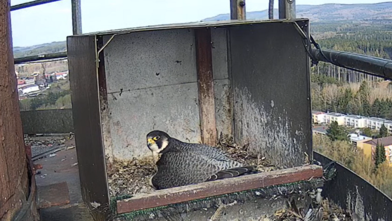 Sokolíci každým dnem sílí: sledujte je spolu s námi